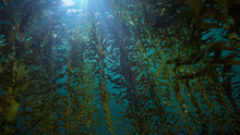 Kelp Forest, Giant Algae Seaweed