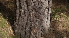 Typical Plant Of Sicily Nature Tilt Trunk And Bark Of Pine Tree (Pinus Nigra Laricio) In Etna Park