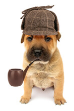 Cute Dog Puppy Detective With Pipe Isolated On White Background Conceptual Photo