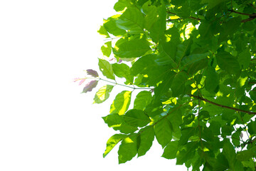 leaves