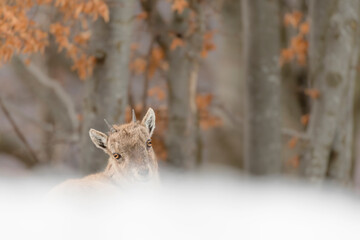 Poster - Fine art portrait of young Ibex in autumn season (Capra ibex)