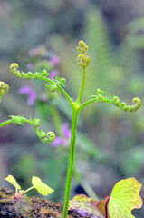 Wall Mural - Detail of young leaves of common bracken (Pteridium aquilinum)