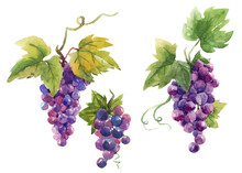 Beautiful Set With Hand Drawn Watercolor Tasty Summer Grape Fruits. Stock Illustration.