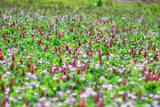 Fototapeta Tulipany - strawberry candles in the paddy field