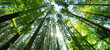 © Corri Seizinger - Forest landscape background banner panorama - Beech Trees Forest in spring, from below, with fresh green leaves and sunbeams