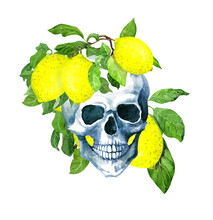 Human Skull With Lemon Fruits, Leaves. Watercolor