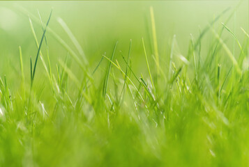 Canvas Print - Green foliage and sun glare. Blurred background with bokeh pattern	