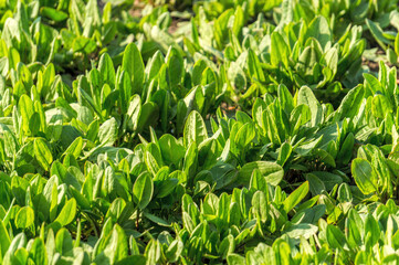 Wall Mural - Green fresh spinach leaves in sunny gardens. Growing organic food