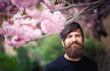 © endrews21 - Charismatic bearded man with a long mustache and gray hair in a dark sweater laughs near cherry blossoms in spring