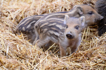 Wall Mural - young boar, wild boar