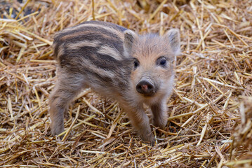 Wall Mural - young boar, wild boar