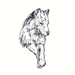  Wolf portrait. Ink black and white doodle drawing in woodcut style.