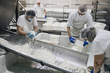 Manual Workers In Cheese And Milk Dairy Production Factory. Traditional European Handmade Healthy Food Manufacturing.