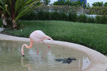 View Of Flamingos Posing In A Wading Pool With Turtles At A Luxury Resort