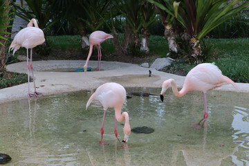 Sticker - View of Flamingos posing in a wading pool with turtles at a luxury resort