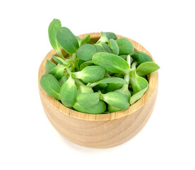 Poster - fresh Sunflower Sprout with wooden bowl isolated on white background ,Green leaves pattern ,Salad ingredient