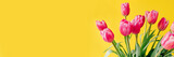 Fototapeta Tulipany - Fresh tulip flowers on a yellow background. Bright spring background. Copy space for text.