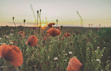 Wall Mural - The blooming poppy flowers in the field