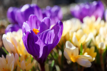 Wall Mural - bright spring purple and yellow crocus flowers in the garden closeup