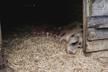 Gloucester Old Spot Sow And Piglets Lying On Straw In A Sty.