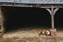 Three Red Piglets Standing On Straw In A Pig Sty.