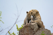 A Leopard And Her Cub, Panthera Pardus, Lying On A Rock.