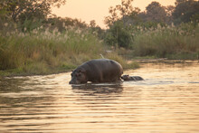 A Hippo And Calf, Hippopotamus Amphibius, Walk Through A River At Sunset.