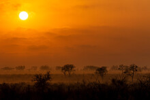 A Sunrise Over The Game Reserve, Tree Silhouettes In Foreground.