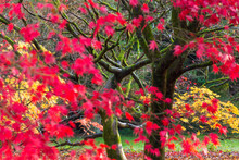 Autumn Leaves On Maple Trees, England, United Kingdom