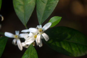 Wall Mural - Fresh lemon flower on dark background.