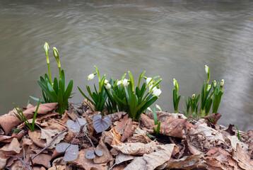 Wall Mural - river and snowdrops.