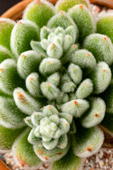 Wall Mural - Echeveria Setosa Rosette green succulent house plant macro deatail with fluffy leaves