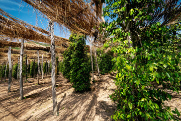 Wall Mural - peppercorn vines growing in organic pepper farm in kampot cambodia