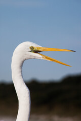 Wall Mural - White Egret in the sunshine