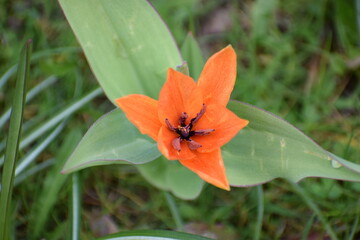 Poster - orange Tulpe