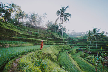 Beautiful girl visiting the Bali rice fields in tegalalang, ubud. Concept about people, wanderlust traveling and tourism lifestyle