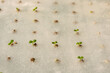 hydroponic seed germinate on sponge in greenhouse.