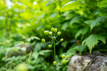 flowers in the garden