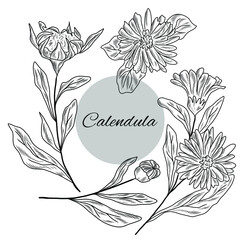 Wall Mural - Calendula plant, flowers of calendula, collection of hand drawn herbs