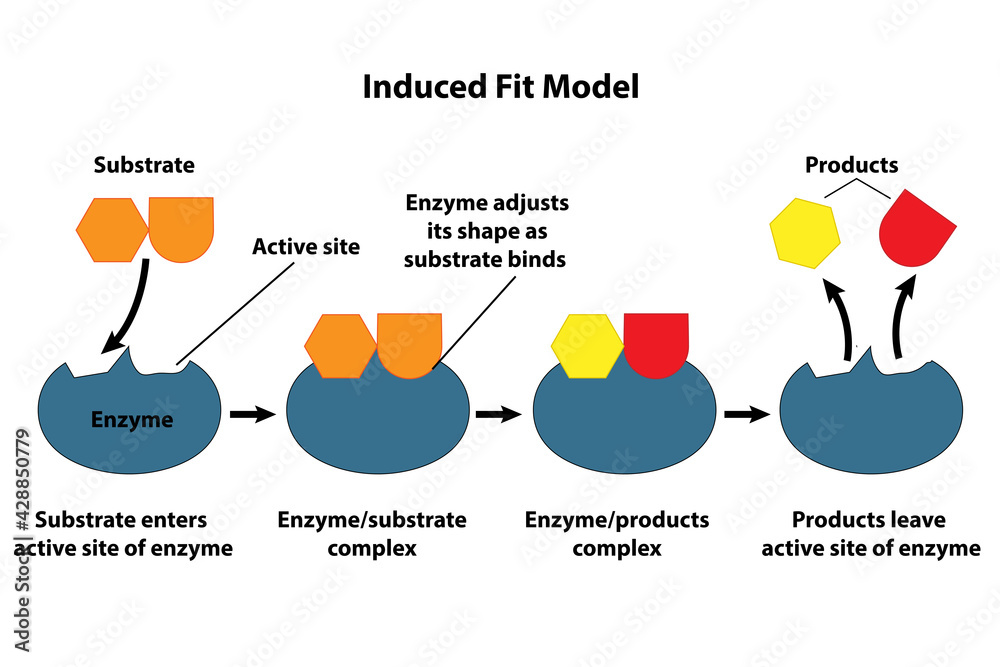Catalysts and enzymes induced fit model. Substrate reactants enter ...