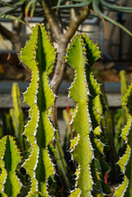 The Goree, Aloe Melanacantha, Is A Rare Species Of Aloe From The Western Part Of South Africa