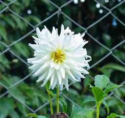 white chrysanthemum flower