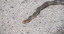 Closeup Of A Brown And Yellow Striped Snake On A Gravel Road During A Sunny Spring Day