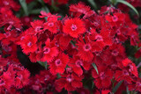The energetic red flowers of Rockin Red Dianthus Sweet William. 
