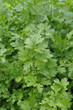 Fresh leaves of cilantro or Coriander that grows in the garden