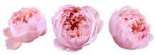 Pink Peony Rose Flower On White Background Close Up