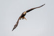 © michael - A bald eagle soaring through the sky with a fresh fish for dinner