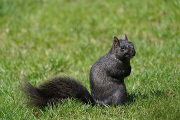 Wall Mural - Black Squirrel, Eastern Grey squirrel species, sitting in grass on beautiful sunny early spring day
