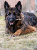 Fototapeta Psy - German Shepherd dog