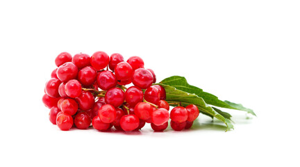 Poster - Twig of red viburnum with leaves.